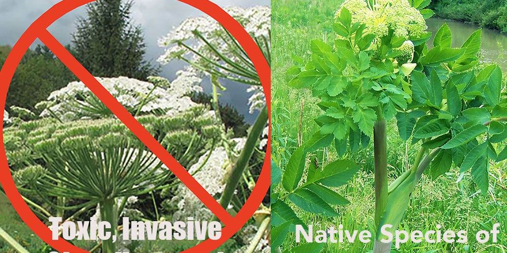 A photo of Giant Hogweed on left compared to a photo of Angelica on right.