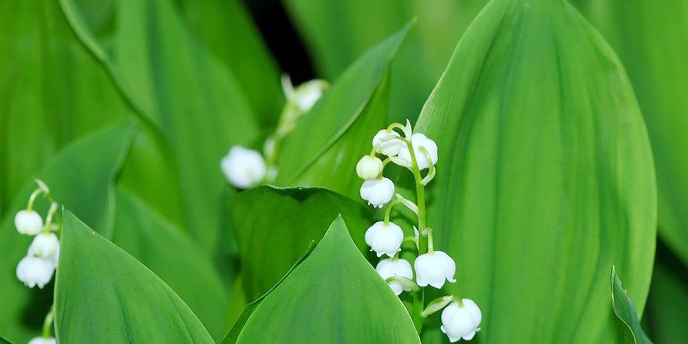 Lily of the Valley smells lovely but it's toxic and invasive.