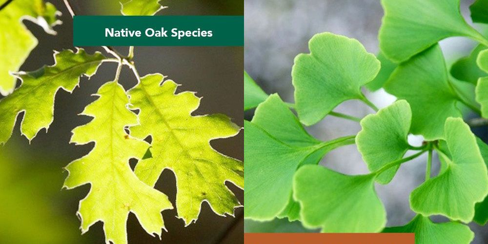 A photo of native Oak species beside non-native Ginkgo species.
