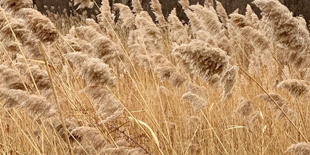 A file photo of invasive Phragmites.