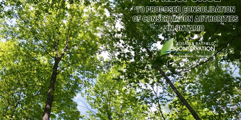 A photo of tree canopy with words identifying a response to ERO posting.