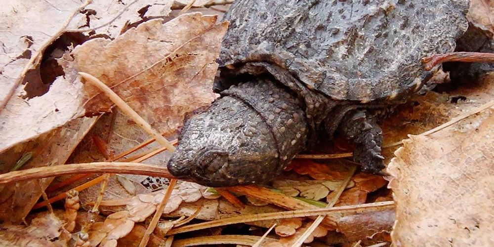 Sleepy Snapping Turtle hatchling.