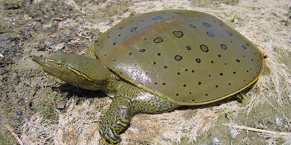 This photo, copyright Scott Gillingwater, shows a male Eastern Spiny Softshell turtle.