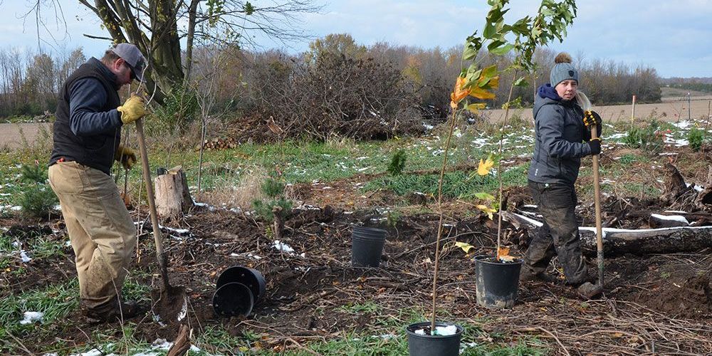 Staff from Ausable Bayfield Conservation plant trees at property of participating landowner.