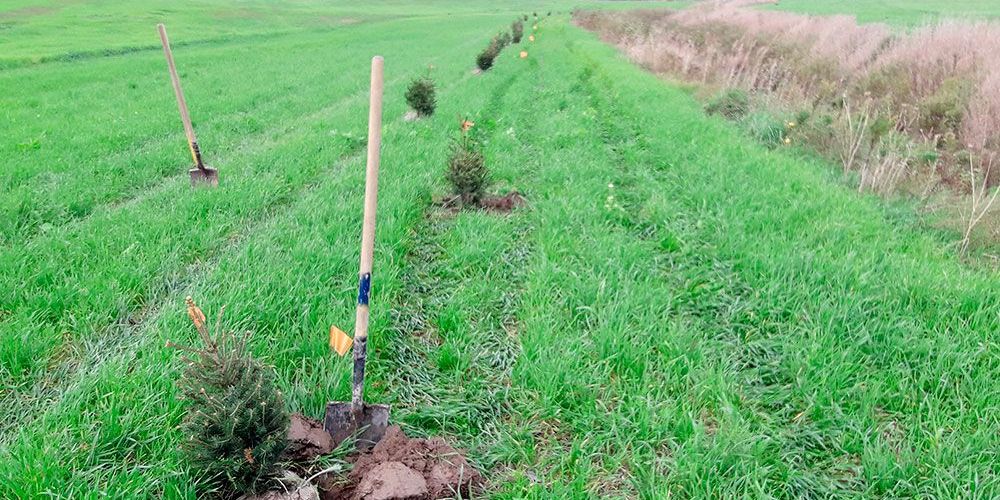 A file photo of trees and shovels at a tree planting project.