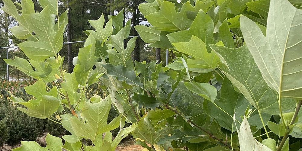 Tulip Trees