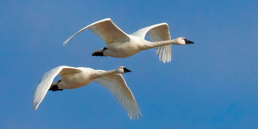 A Brian Lasenby photo of Tundra Swans.
