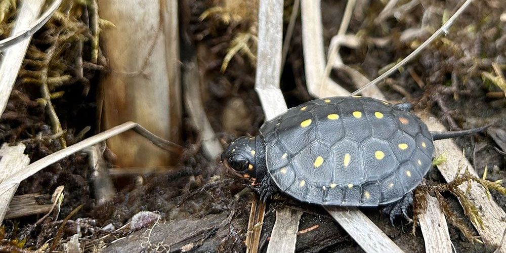 A file photo of turtle.
