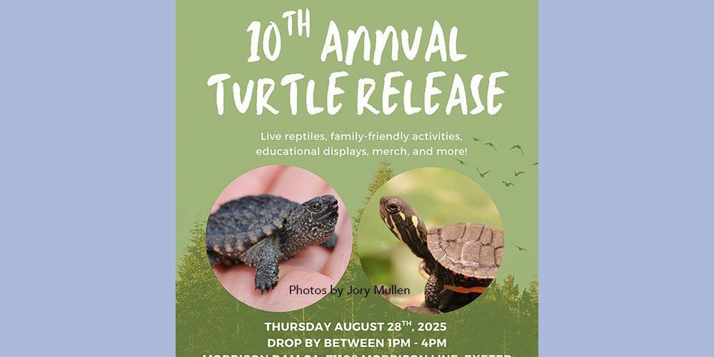 Photos, by Jory Mullen, of turtles on turtle release event poster.