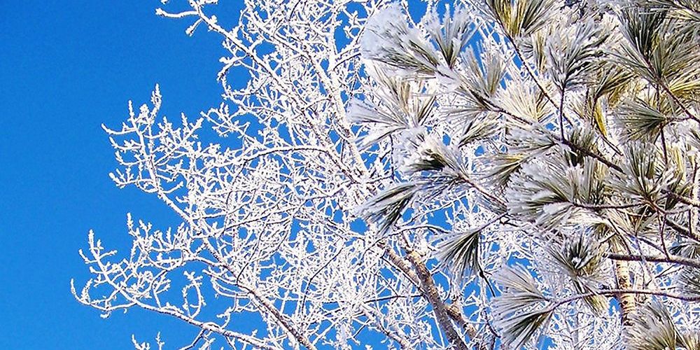 A file photo of a winter scene with ice on trees.