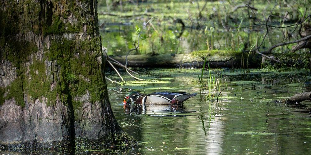 A scenic photo of a Wood Duck in Hay Swamp.