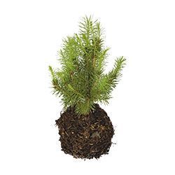 Order trees before end of February accompanied by payment.